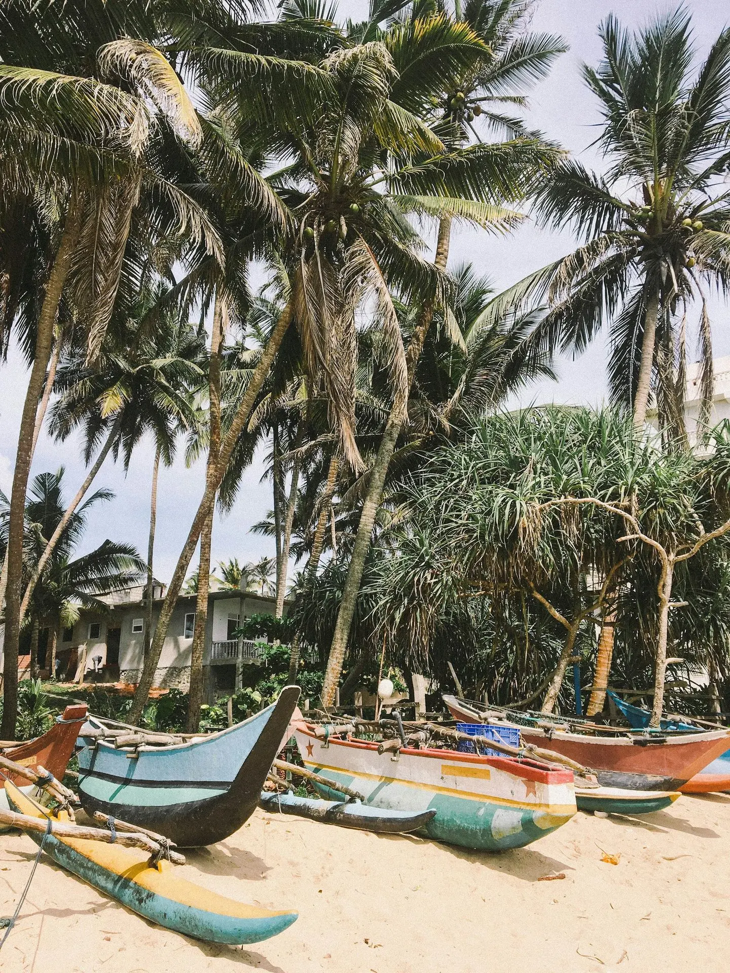 boats under coconut trees